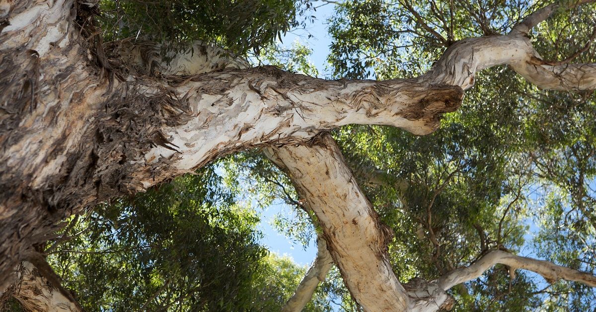 Dangerous Branches of Australian Gum Tree