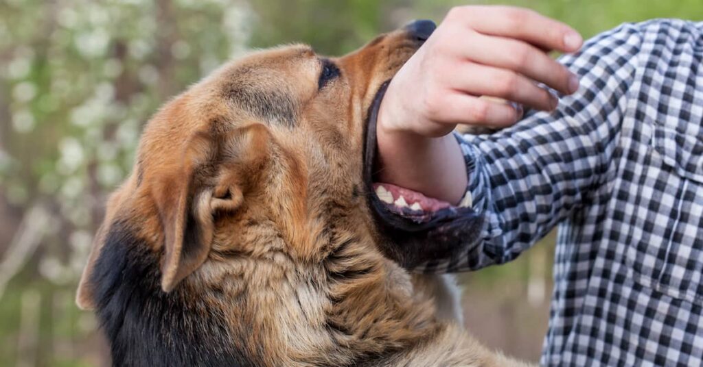 Angry German shepherd dog biting a man's arm | Henry Carus + Associates