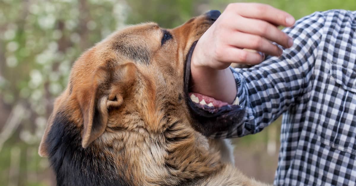Dog Bite Lawyer Do You Have a Dog Bite Claim in Melbourne